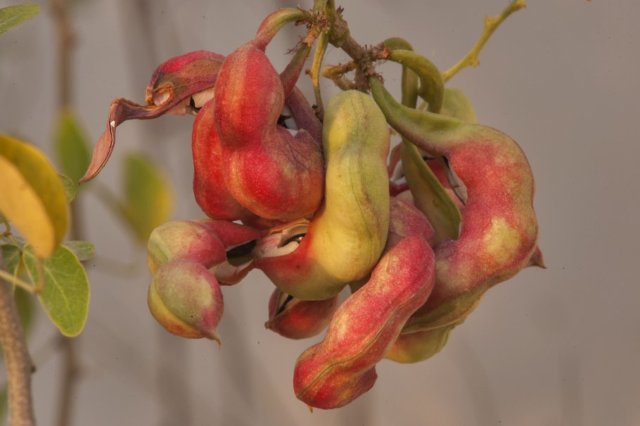 Манильский тамаринд