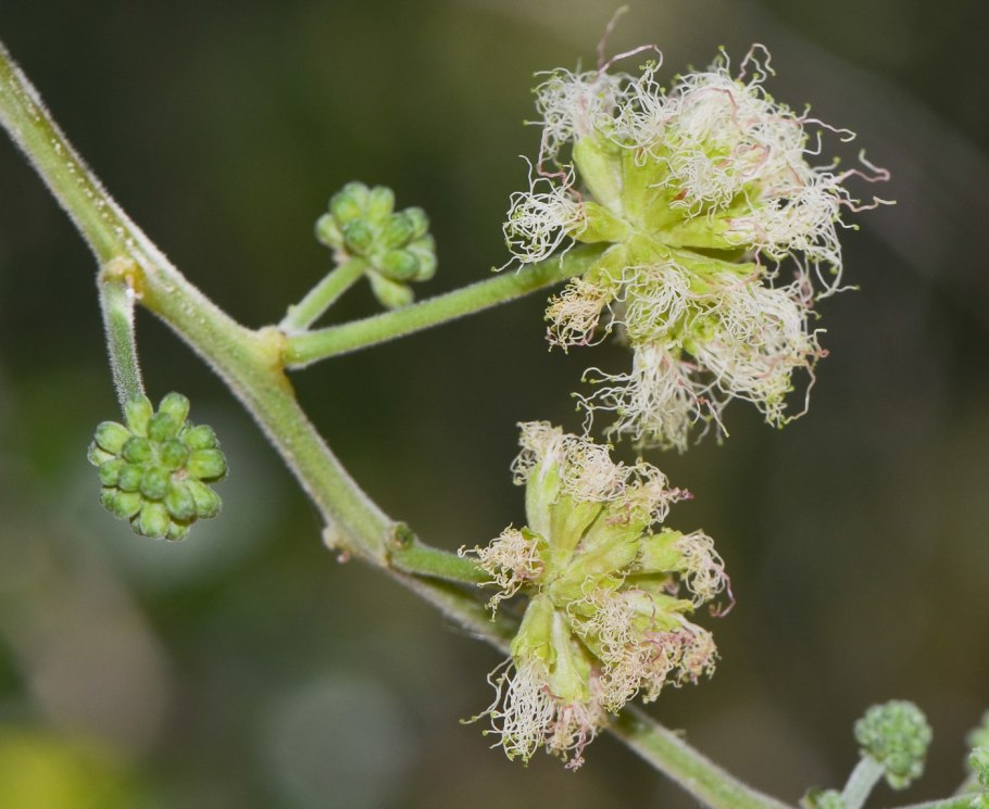Манильский тамаринд