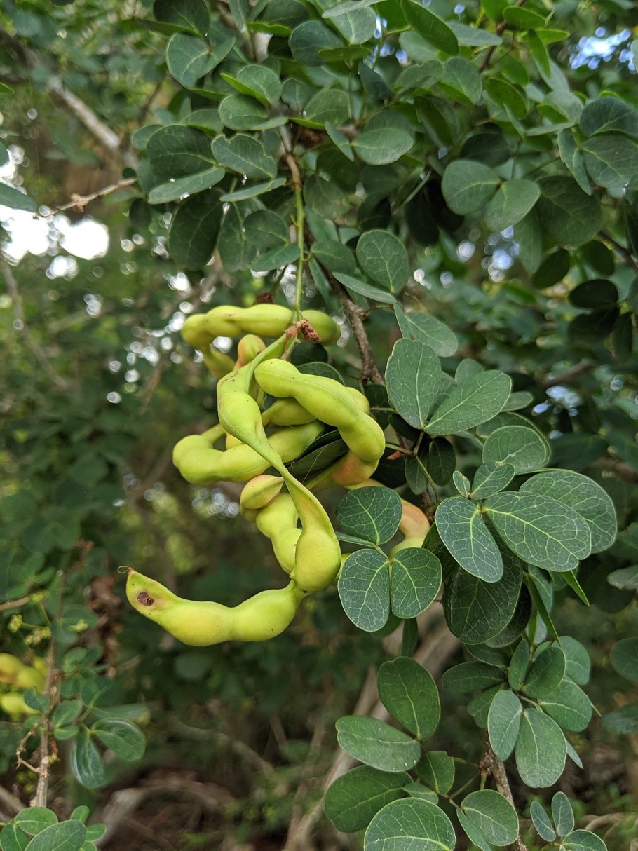 Тамаринд Дульсе