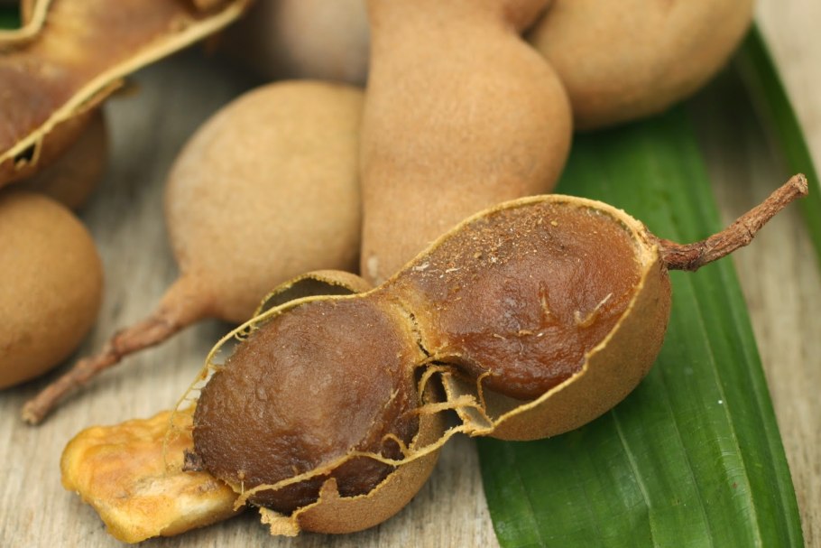 Pithecellobium auriculatum