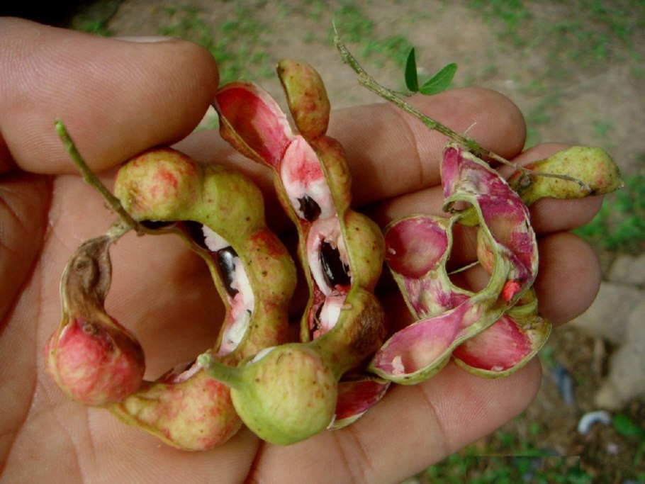 Тамаринд Дульсе