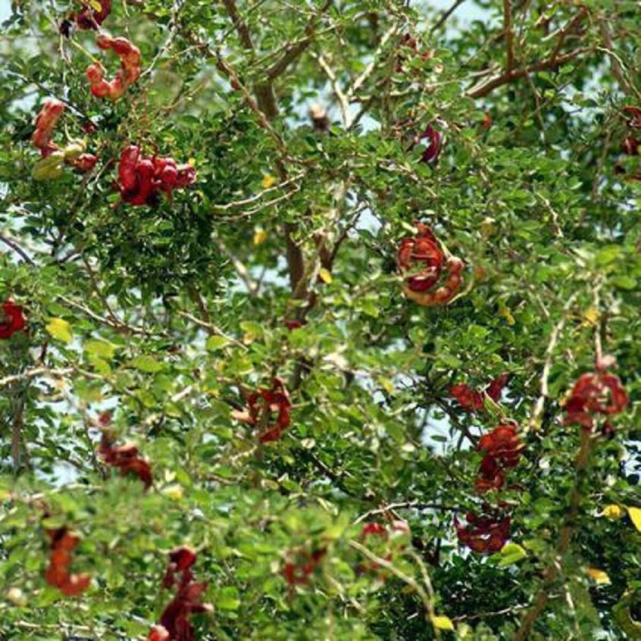 Манильский тамаринд