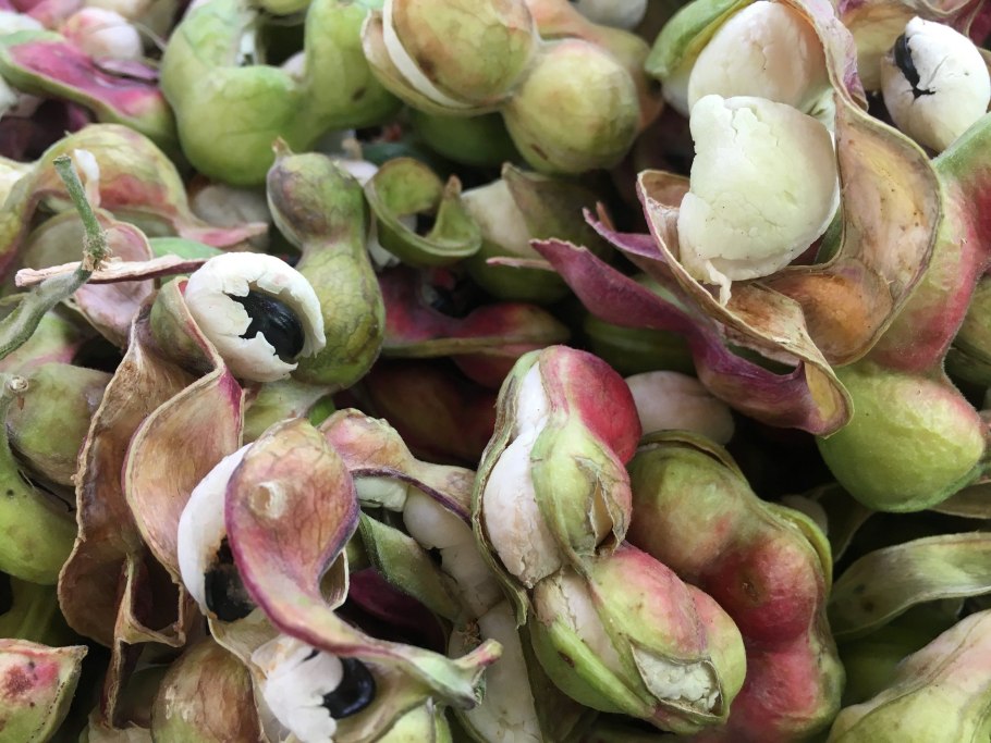 Chow Chow фрукт овощ купить