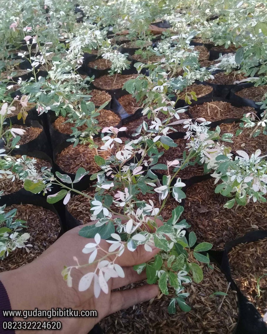 Pithecellobium dulce variegata