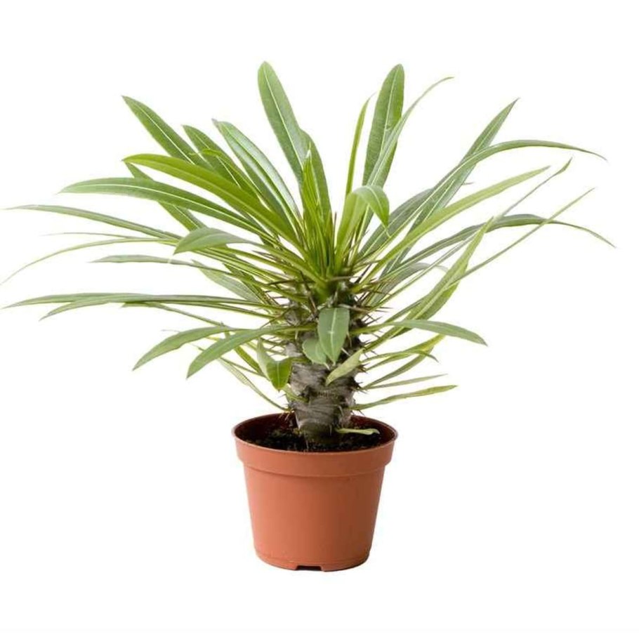 Кактус пахиподиум ламера