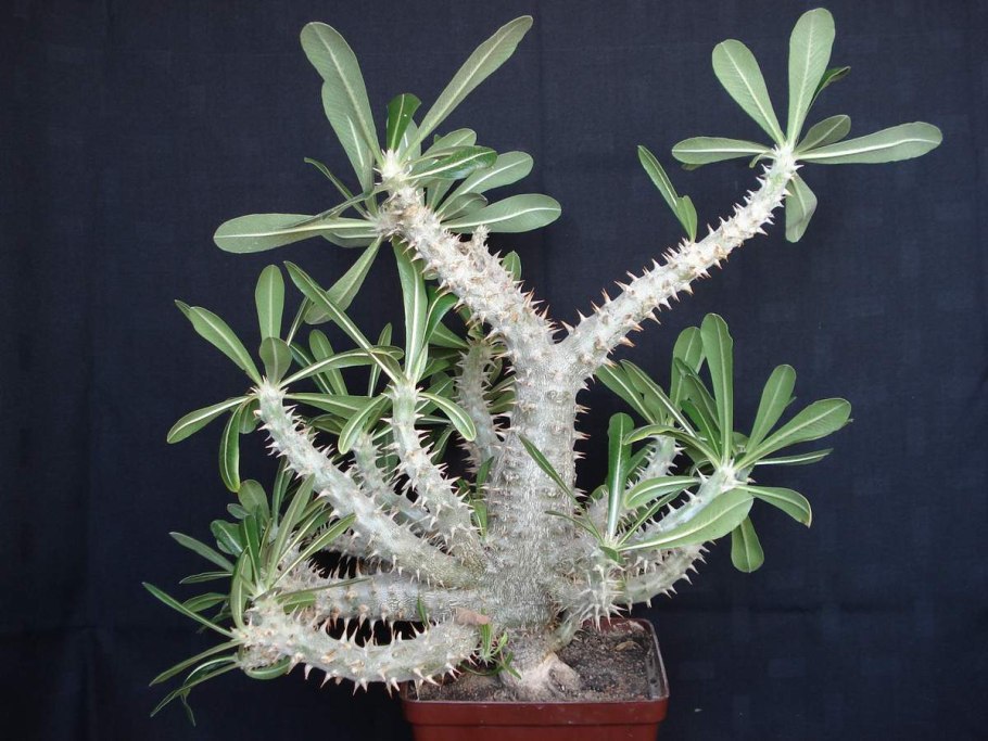 Кактус пахиподиум ламера