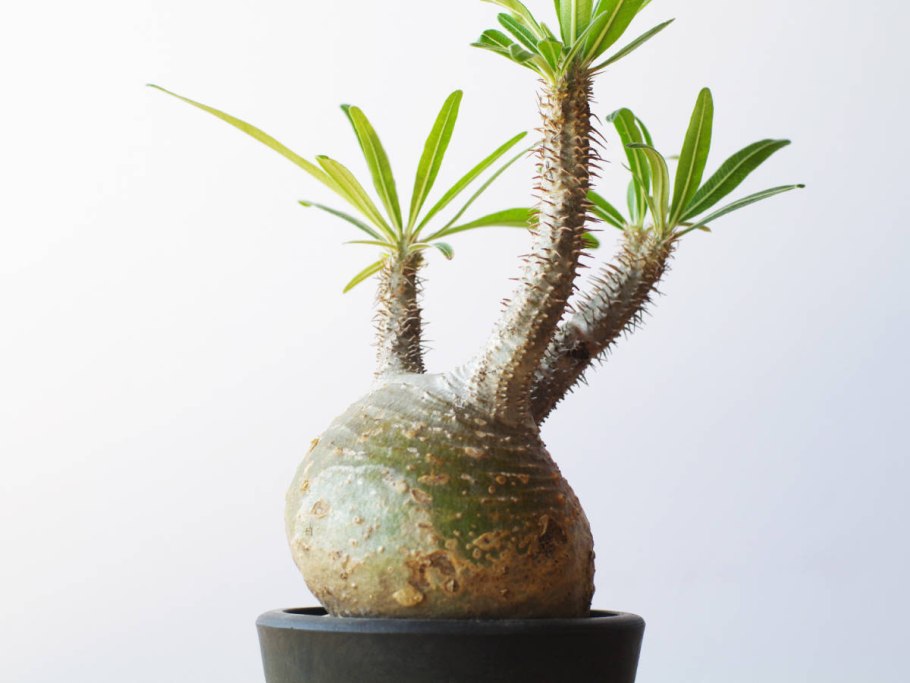 Кактус пахиподиум ламера