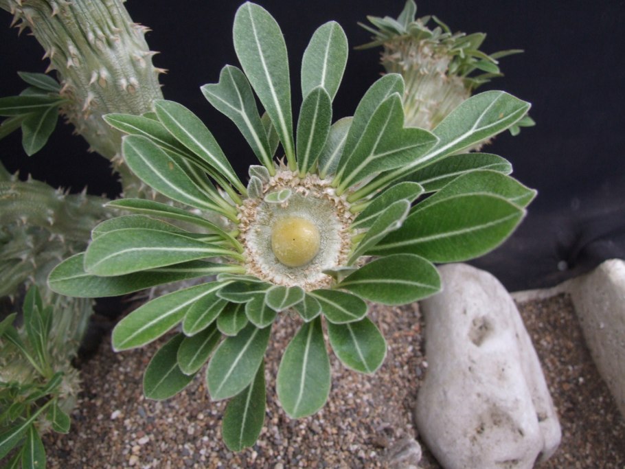 Пахиподиум ламера горшок