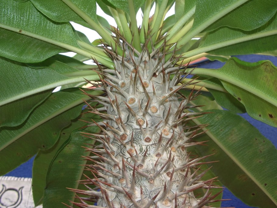 Пахиподиум молочай