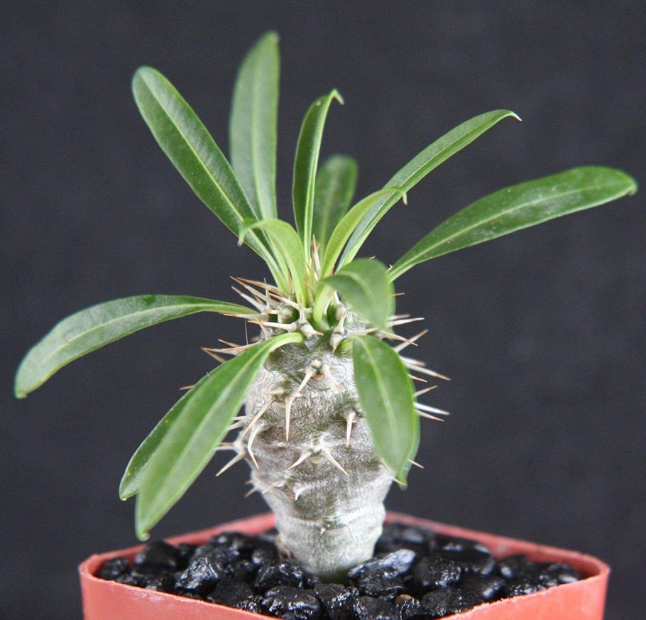 Кактус пахиподиум ламера