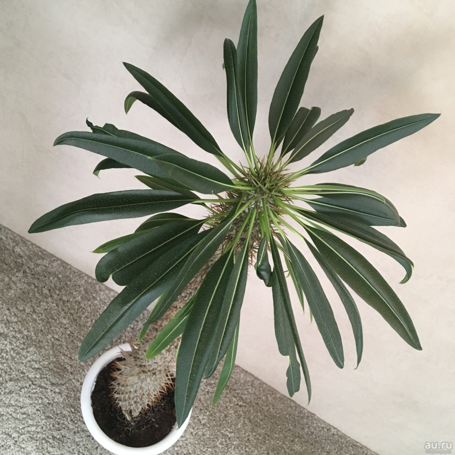 Мадагаскарская Пальма пахиподиум