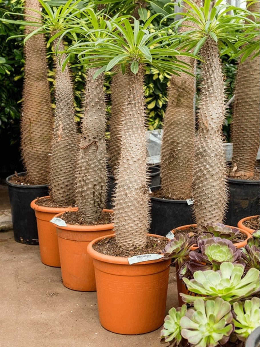 Мадагаскарская Пальма ламера