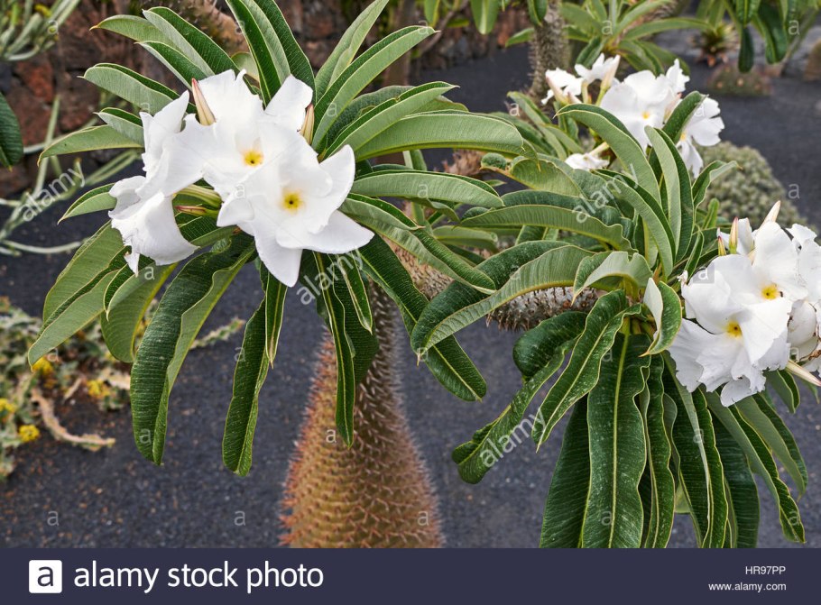 Пахиподиум ламера цветет