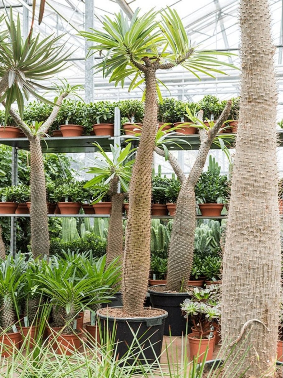 Пахиподиум Южный