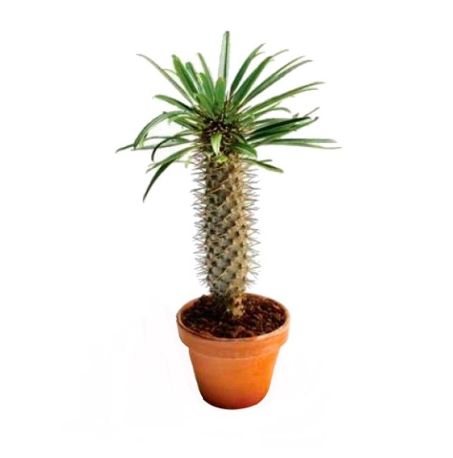 Пахиподиум ламера Мадагаскарская Пальма