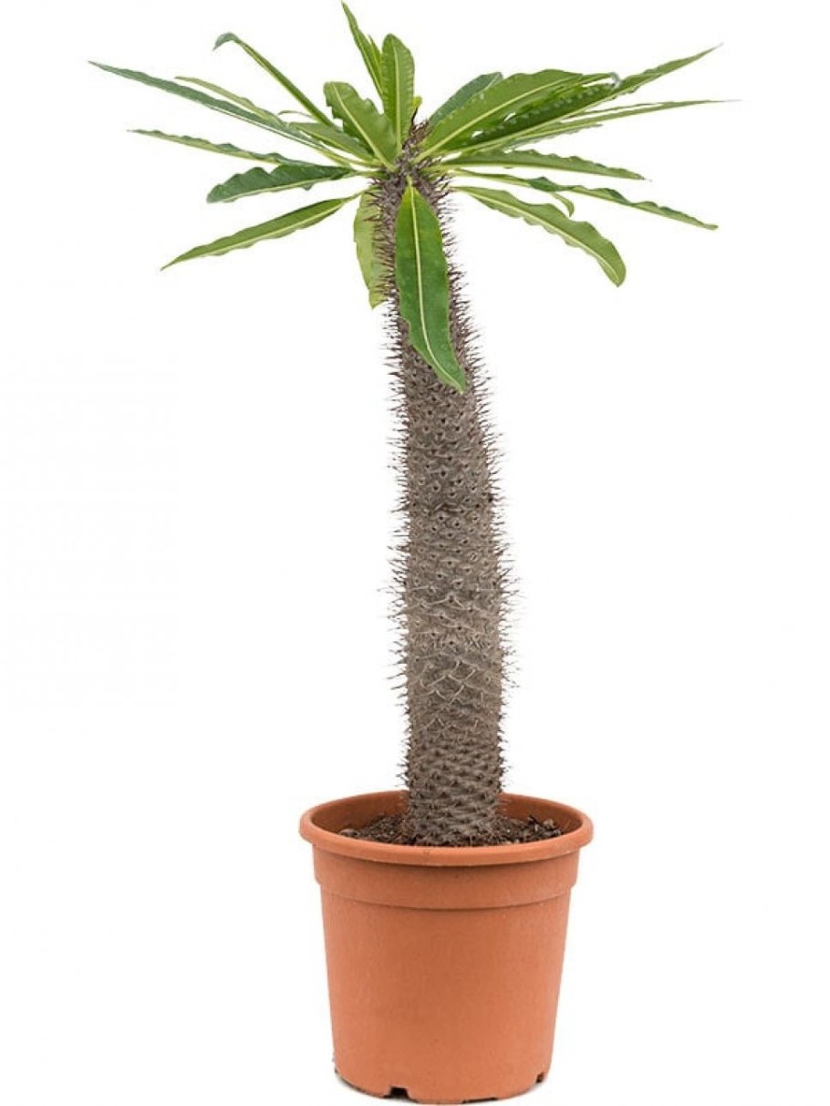 Мадагаскарская Пальма пахиподиум