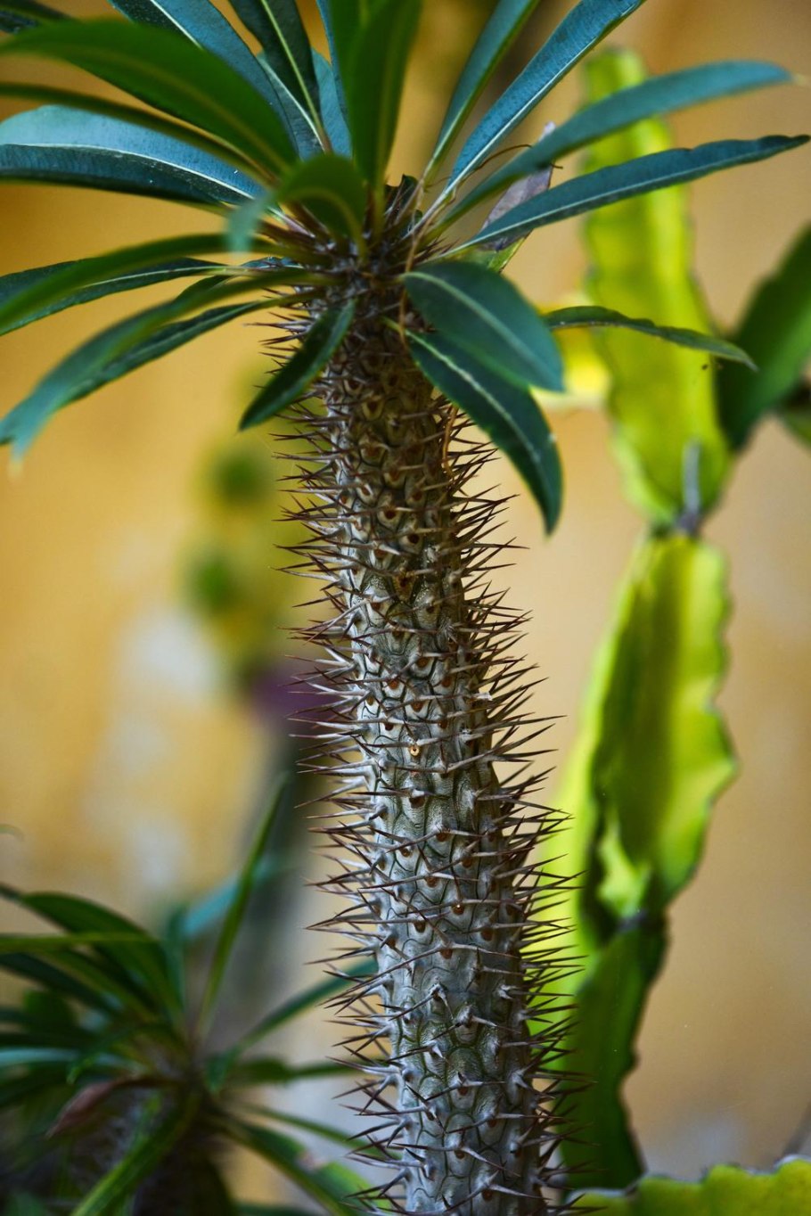 Кактус пахиподиум ламера