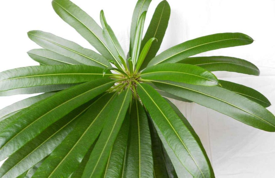 Пахиподиум денсифлорум