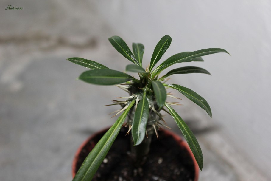 Пахиподиум молочай