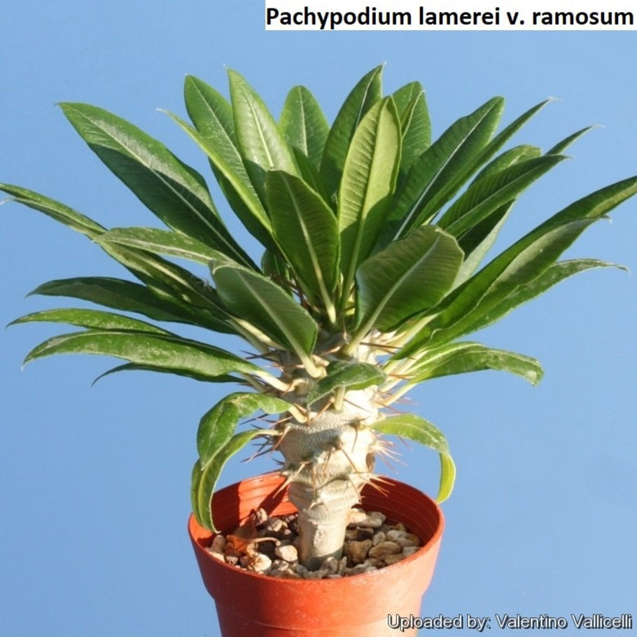 Pachypodium lamerei f.ramosum