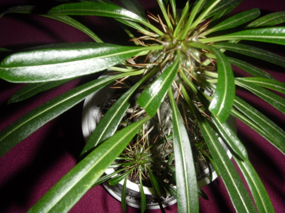 Кактус пахиподиум ламера