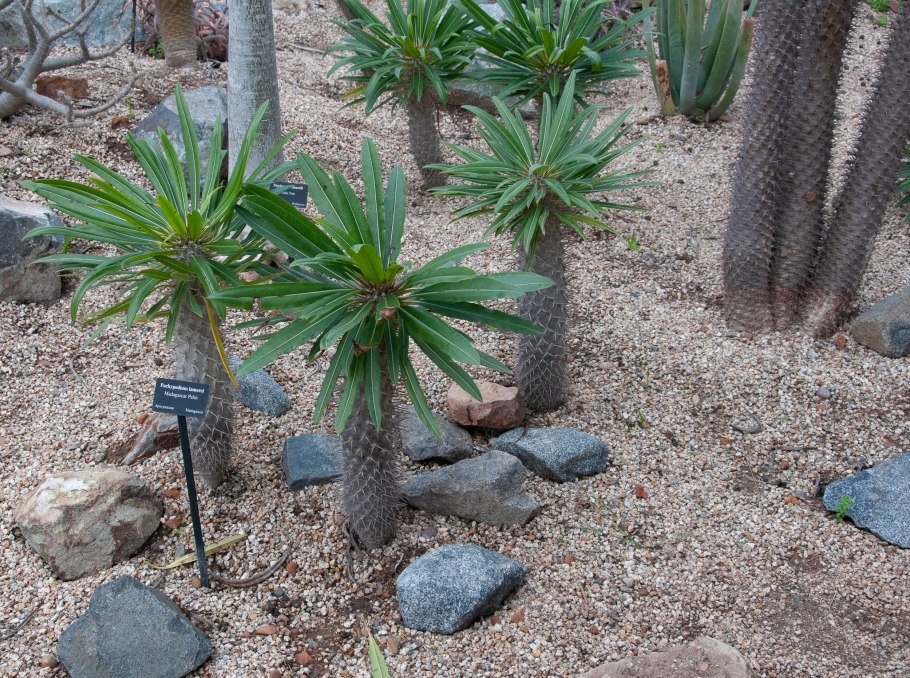 Пахиподиум Суккуленты