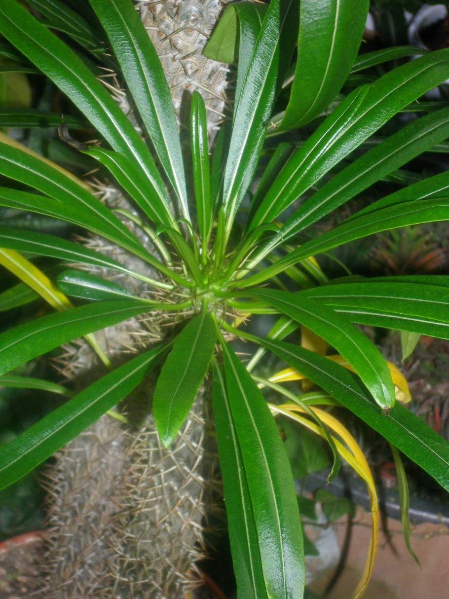 Пахиподиум ламера купить в Москве