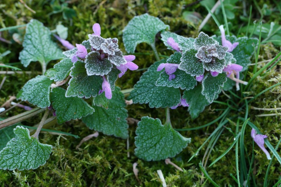 Яснотка плющевидная