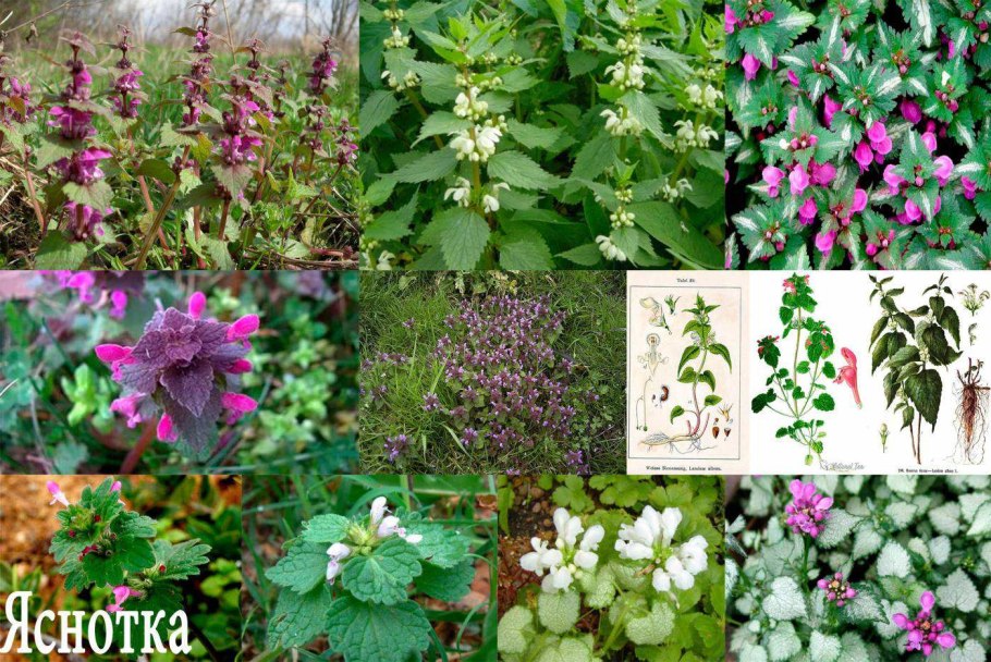 Яснотка стеблеобъемлющая гербарий