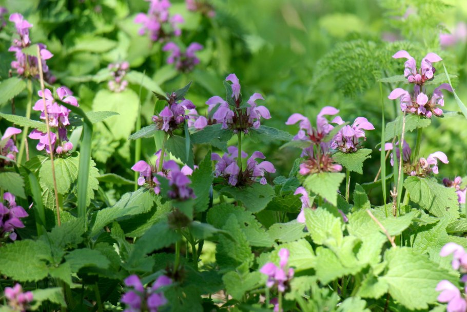 Яснотка стеблеобъемлющая Lamium amplexicaule