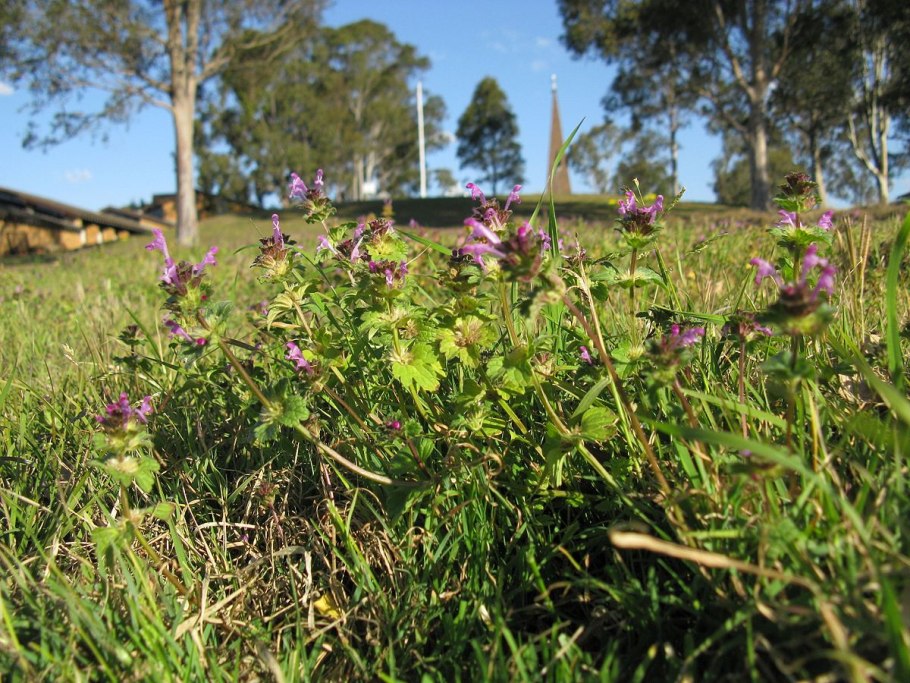 Яснотка стеблеобъемлющая Губоцветные