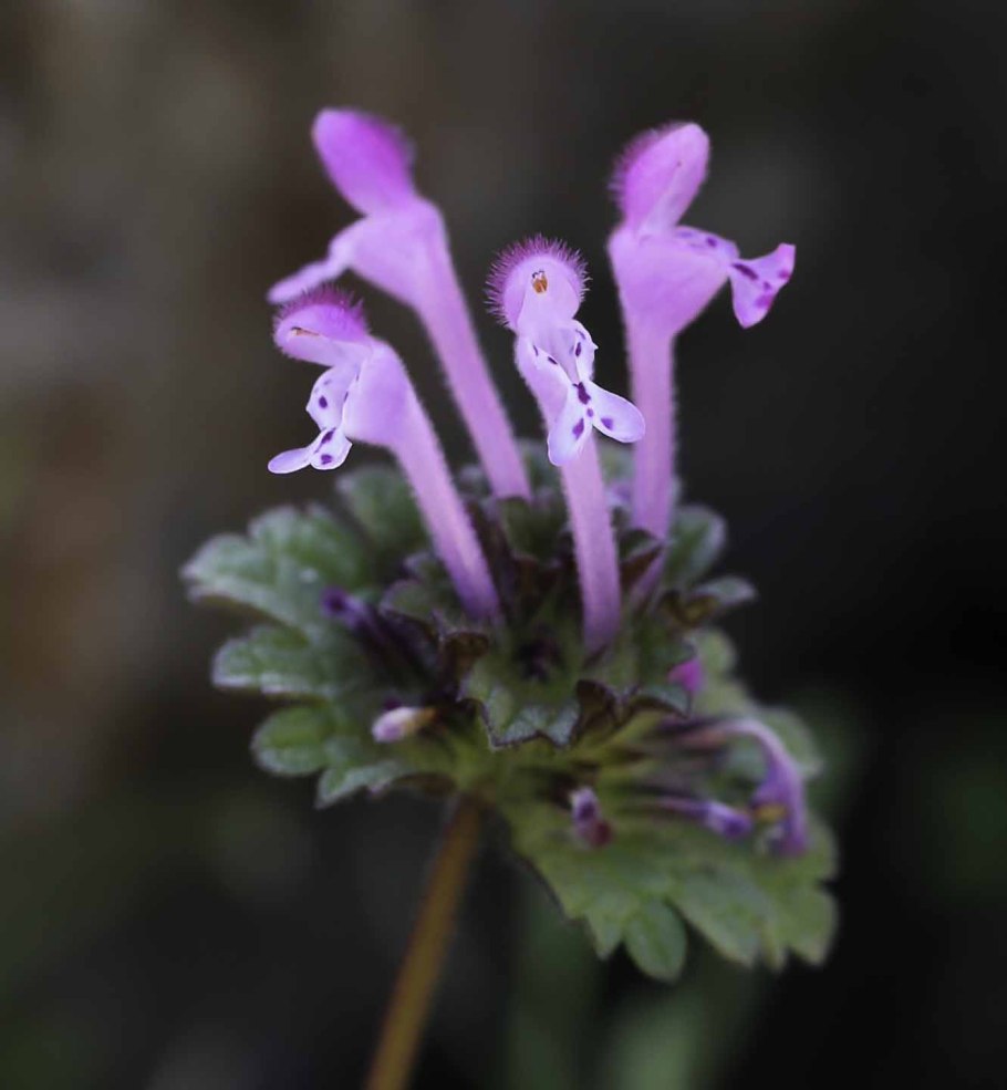 Яснотка стеблеобъемлющая Lamium