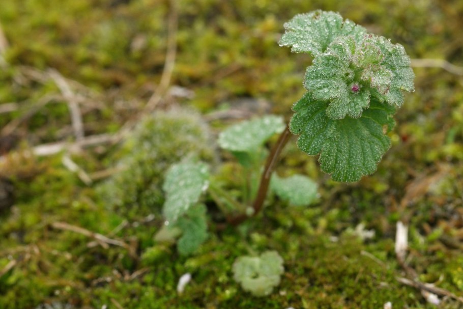 Яснотка стеблеобъемлющая Lamium amplexicaule