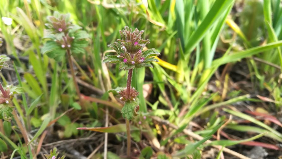 Ясно ка стеблеобьемлющая