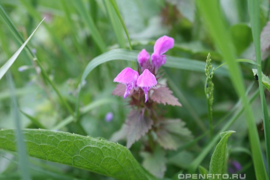 Яснотка войлочная