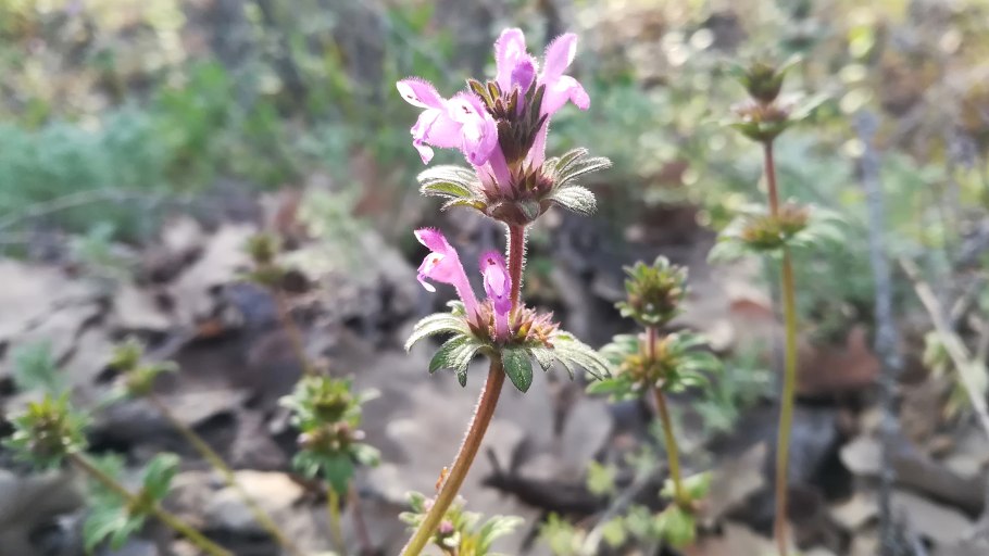 Яснотка сорняк