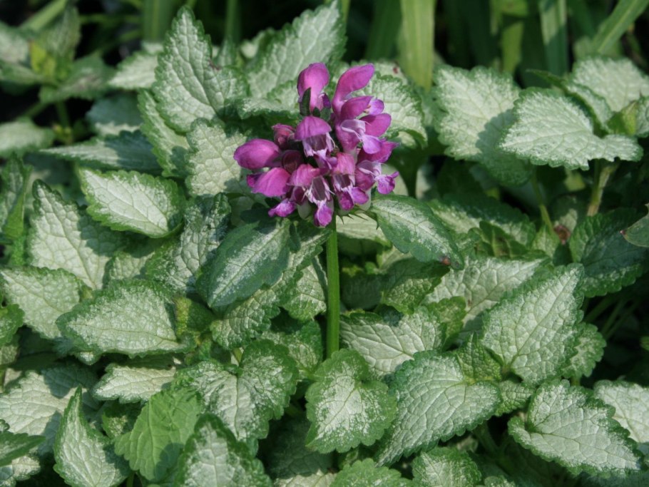 Яснотка армянская