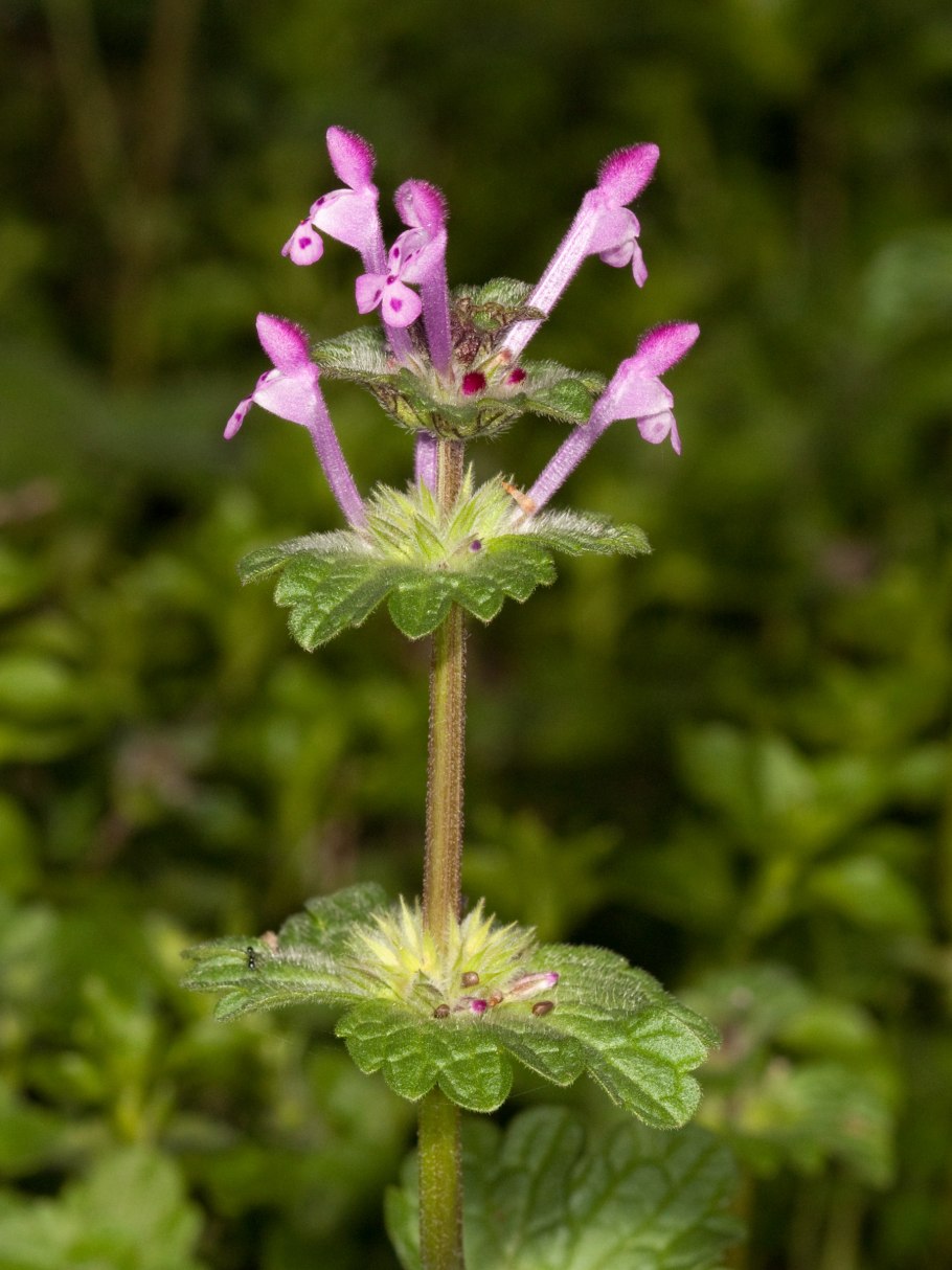Яснотка стеблеобъемлющая Lamium