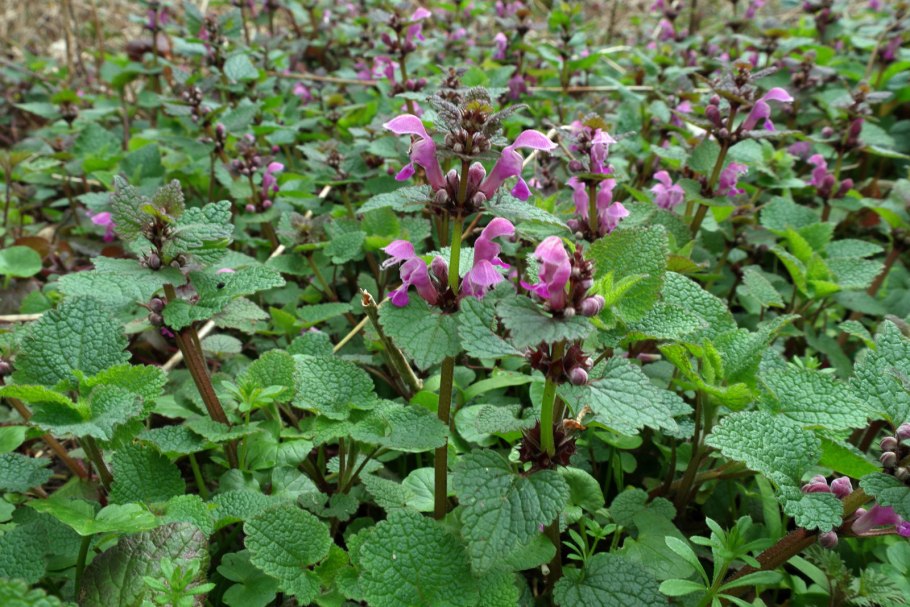 Яснотка пурпурная - Lamium purpureum