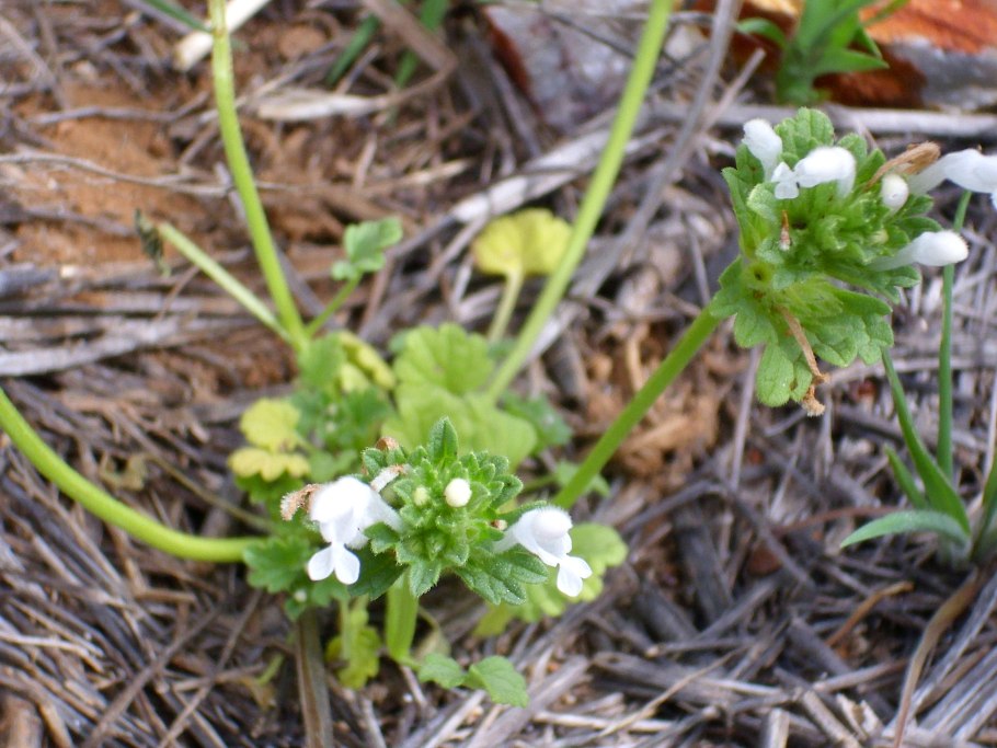 Яснотка пурпуровая