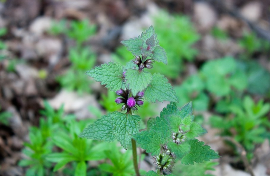 Яснотка лесная