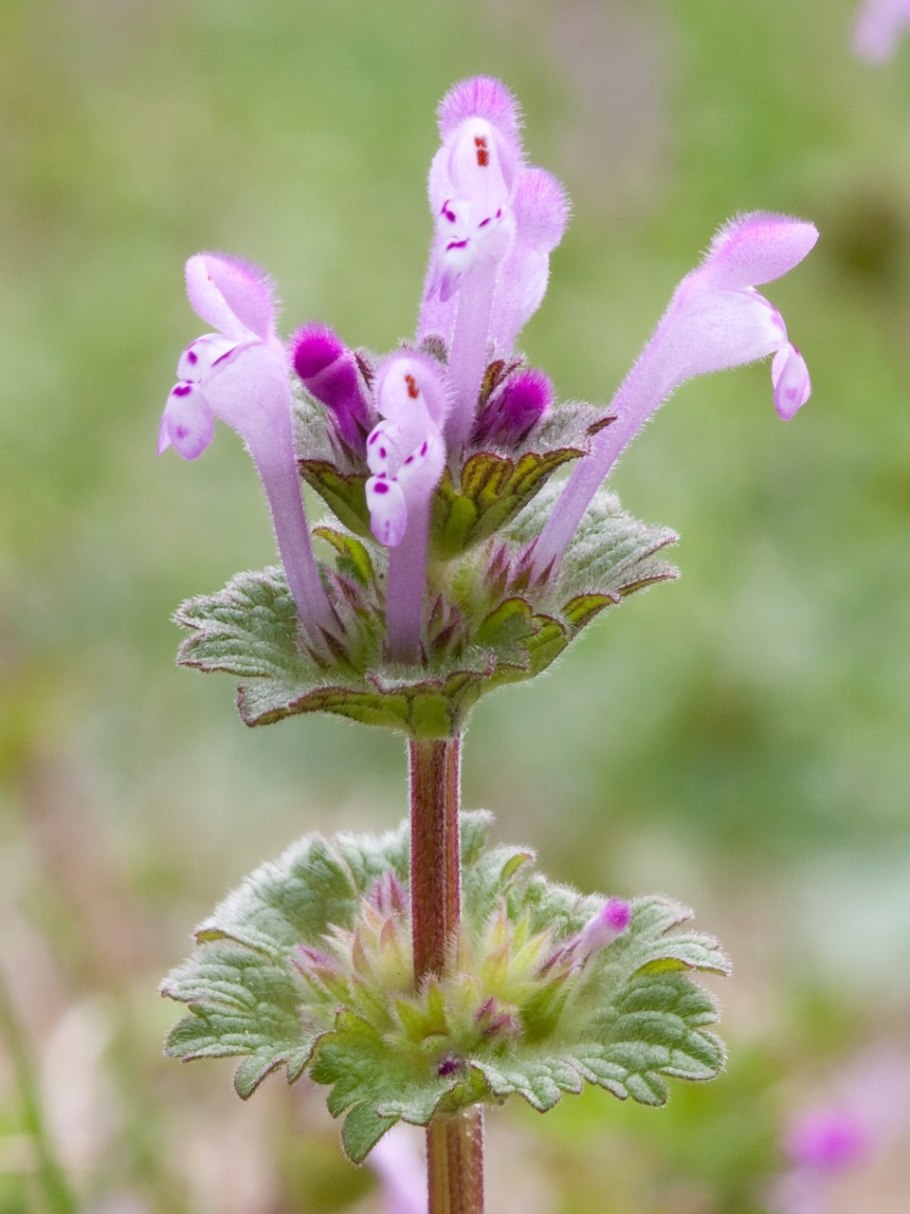 Яснотка стеблеобъемлющая Lamium