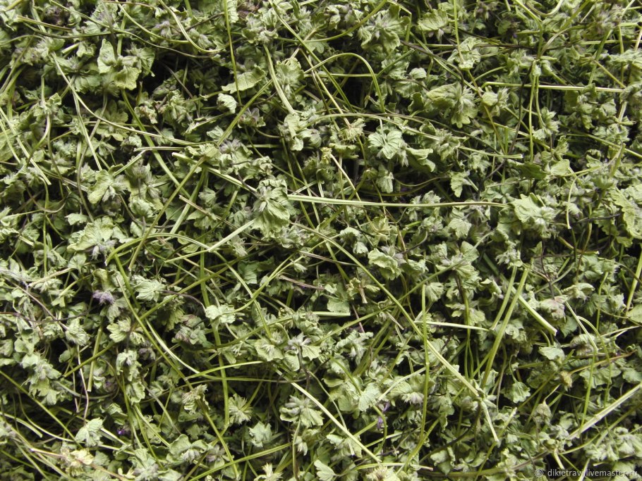 Будра трава