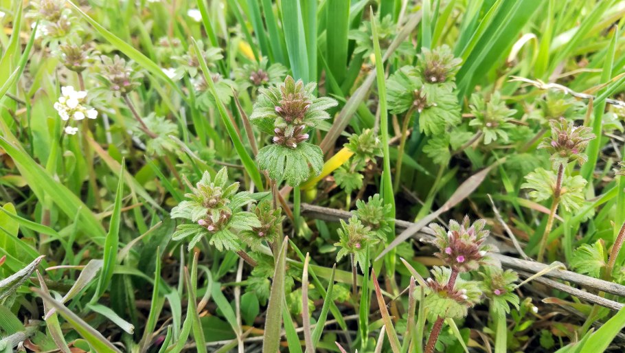 Яснотка стеблеобъемлющая лист