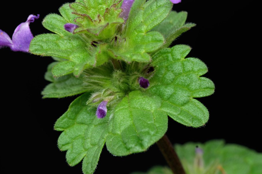 Яснотка стеблеобъемлющая Lamium amplexicaule плод