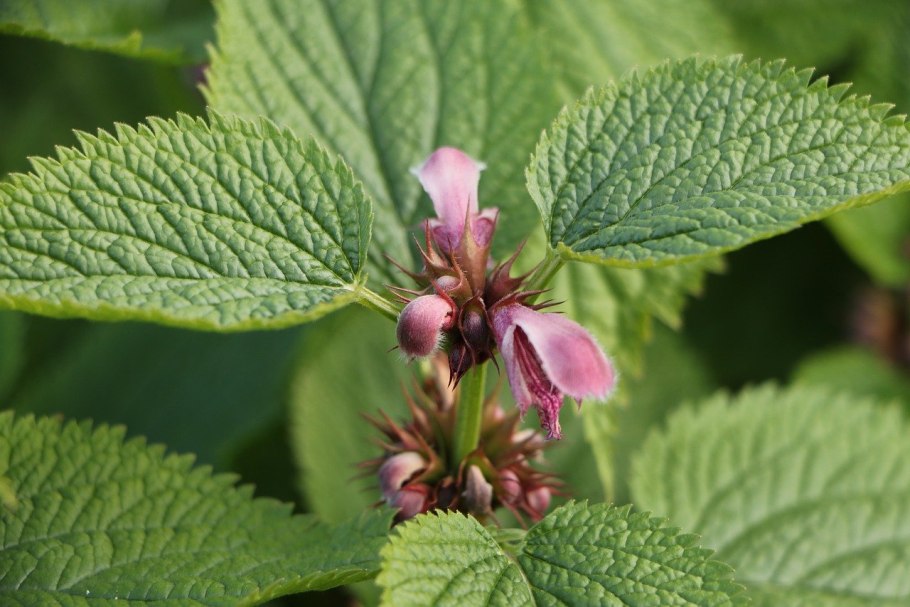 Lamium orvala