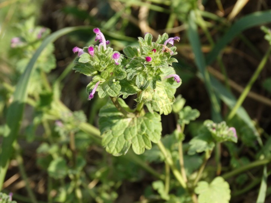 Яснотка Пачоского