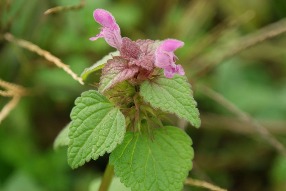 Яснотка пурпурная сорняк