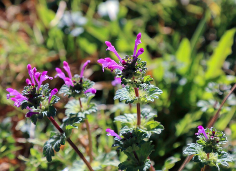 Яснотка стеблеобъемлющая Lamium amplexicaule