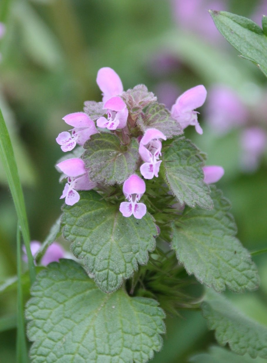 Яснотка пурпурная